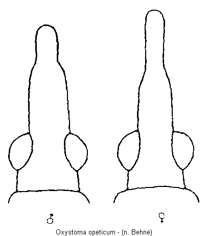 oxystoma_opeticum_k.gif