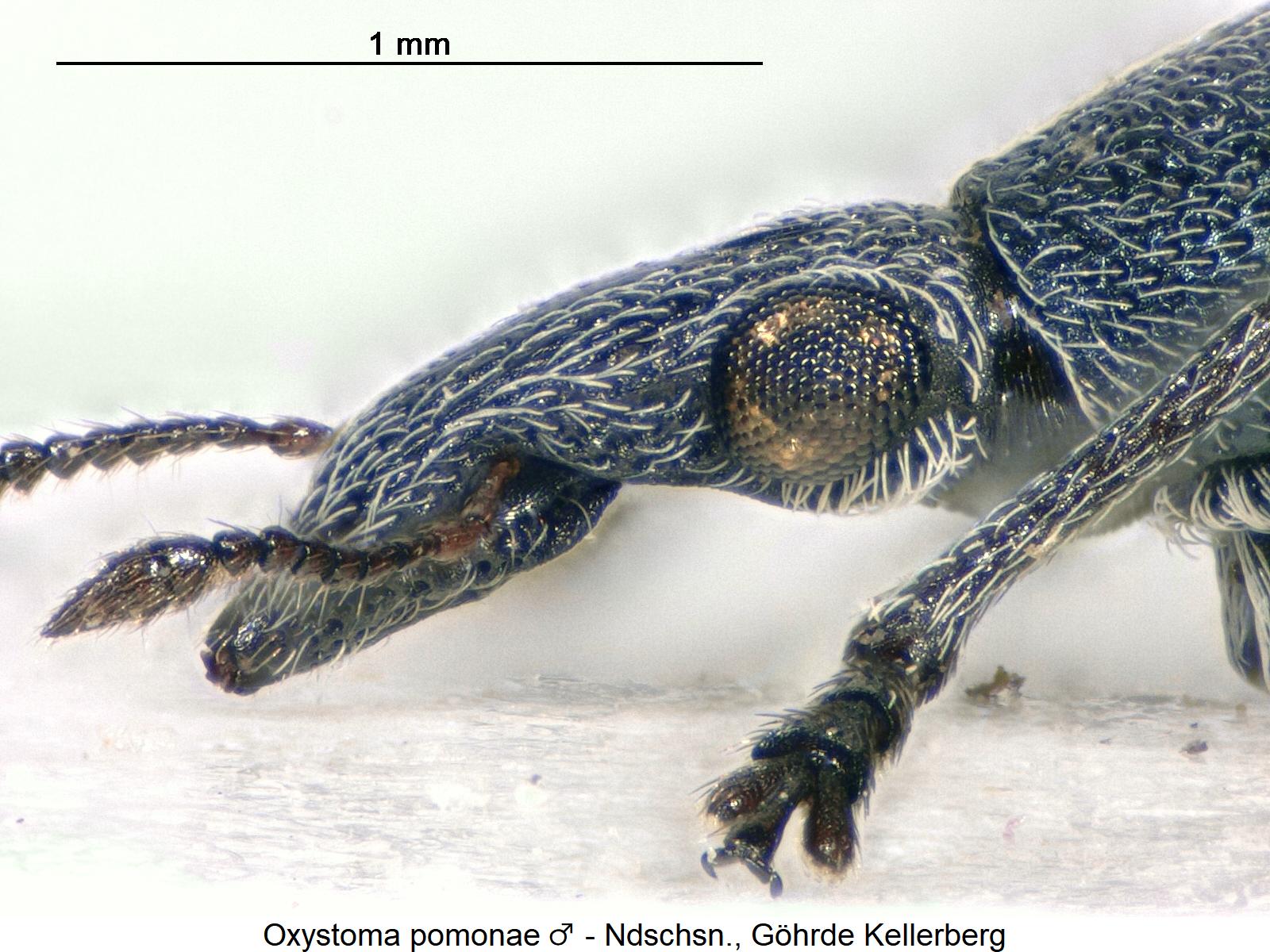 oxystoma_pomonae_m_sa.jpg