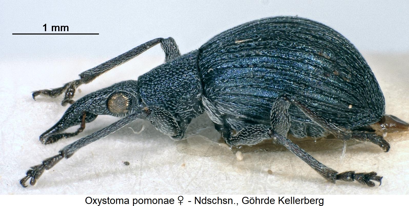 oxystoma_pomonae_w_sa.jpg