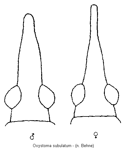 oxystoma_subulatum_k.gif