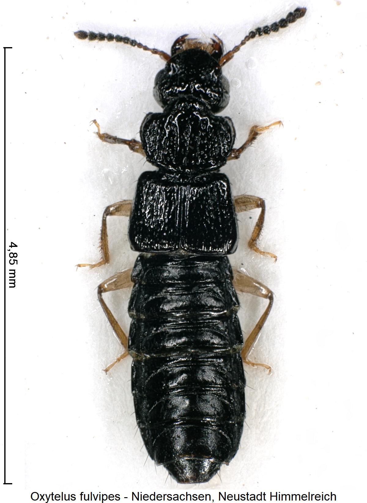 oxytelus_fulvipes_hab.jpg