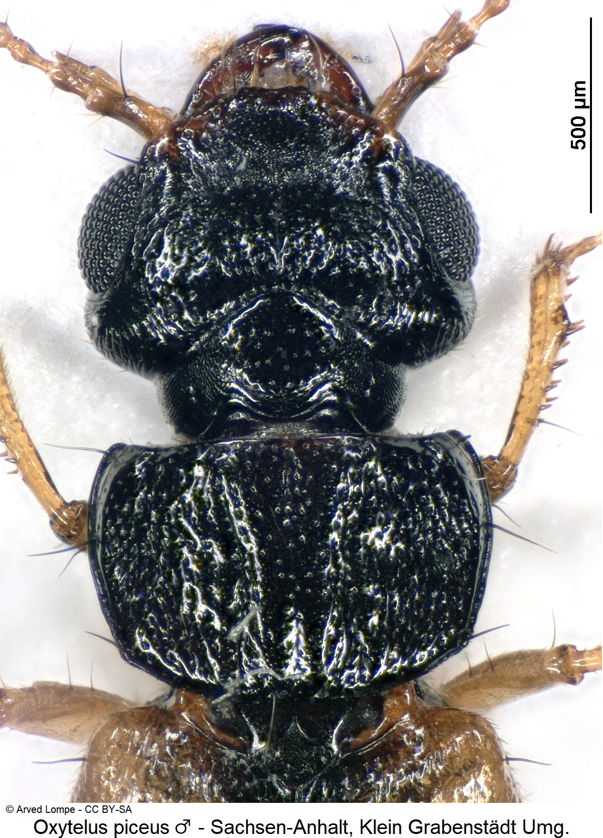 oxytelus_piceus_ck30550341_vk.jpg