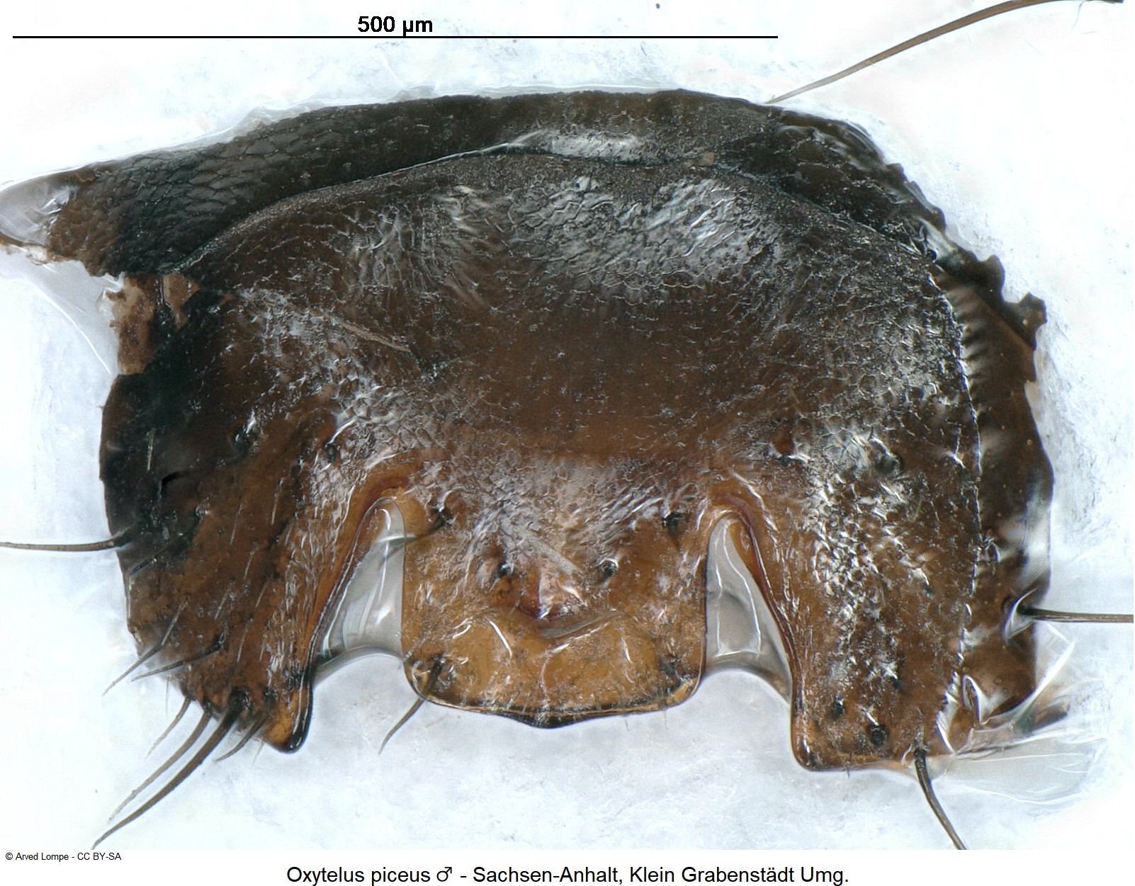 oxytelus_piceus_m_ck30550341_ster.jpg