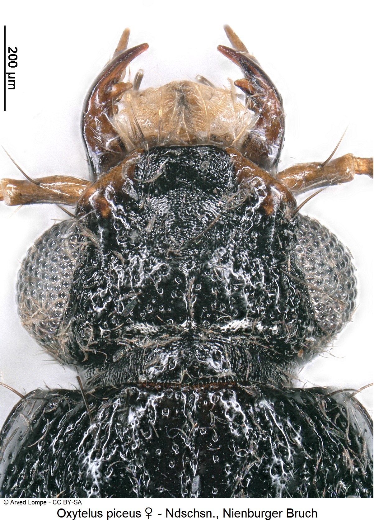 oxytelus_piceus_w_ck22765917_k.jpg