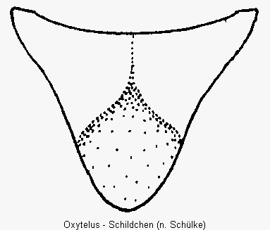 oxytelus_sch.gif