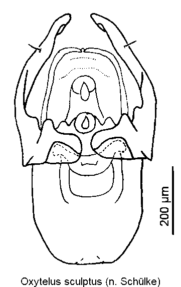oxytelus_sculptus-1.gif