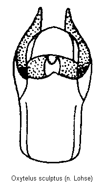 oxytelus_sculptus.gif