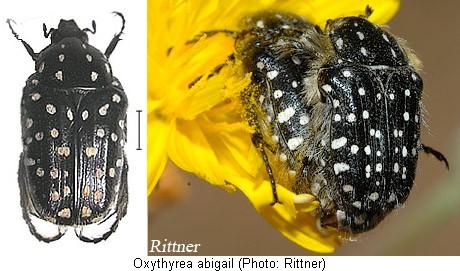 oxythyrea_abigail_hab.jpg