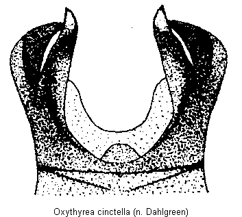 oxythyrea_cinctella.gif