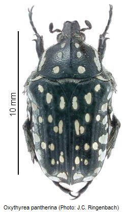 oxythyrea_pantherina_hab.jpg