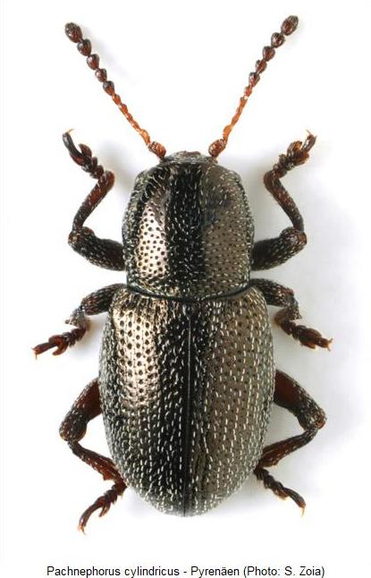 pachnephorus_cylindricus_hab1.jpg