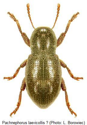 pachnephorus_laevicollis_hab.jpg
