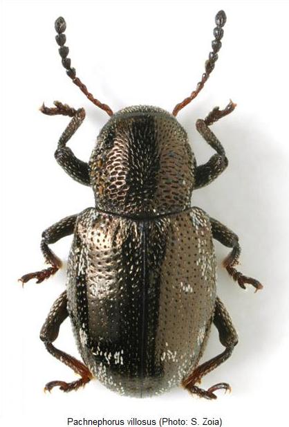 pachnephorus_villosus.jpg