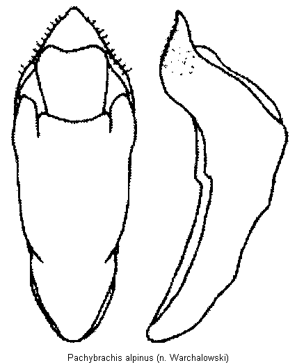 pachybrachis_alpinus.gif