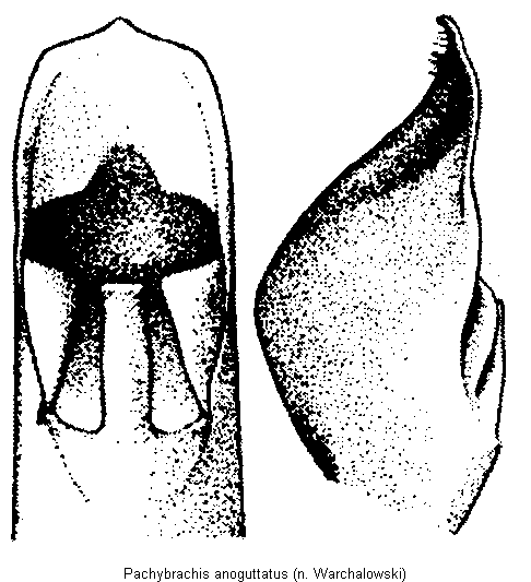 pachybrachis_anoguttatus.gif