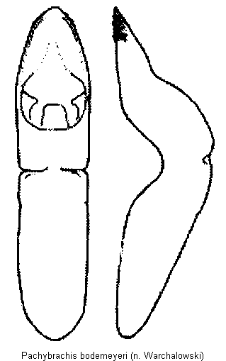 pachybrachis_bodemeyeri.gif