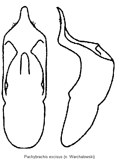 pachybrachis_excisus.gif