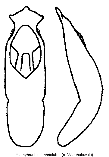 pachybrachis_fimbriolatus.gif