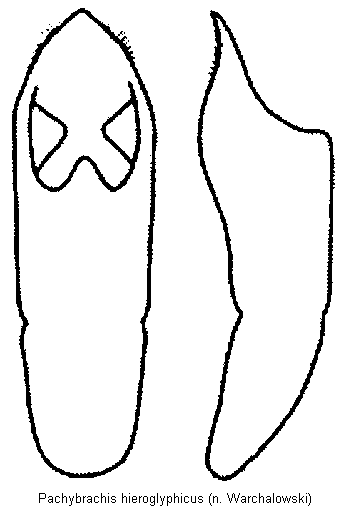 pachybrachis_hieroglyphicus.gif