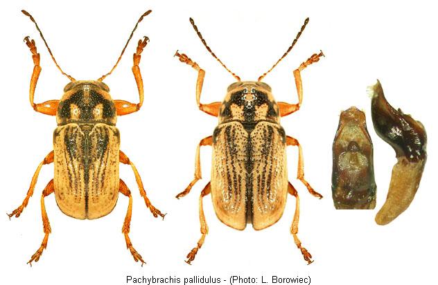 pachybrachis_pallidulus2.jpg