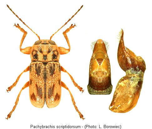 pachybrachis_scriptidorsum.jpg