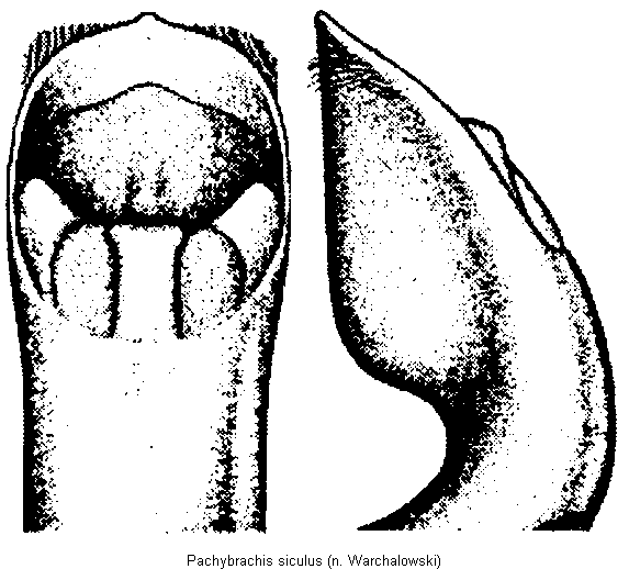pachybrachis_siculus.gif