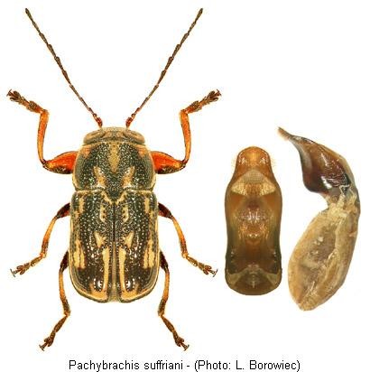 pachybrachis_suffriani.jpg