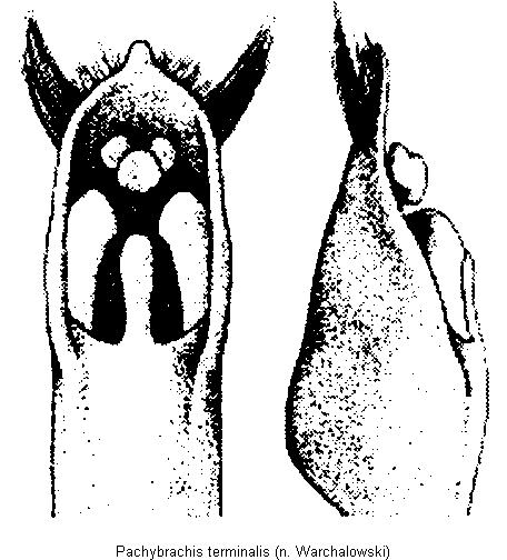 pachybrachis_terminalis.gif
