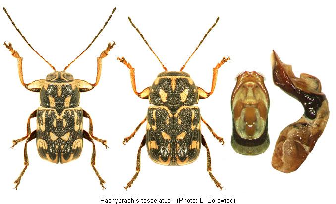 pachybrachis_tesselatus.jpg