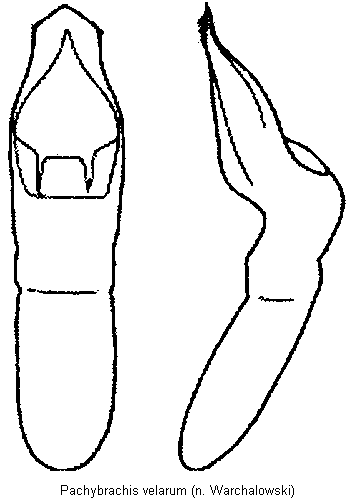 pachybrachis_velarum.gif