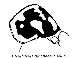 pachybrachys_hippophaes_hsch.gif