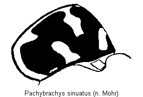 pachybrachys_sinuatus_hsch.gif