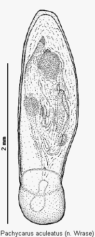 pachycarus_aculeatus.gif