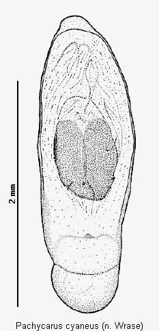 pachycarus_cyaneus.gif