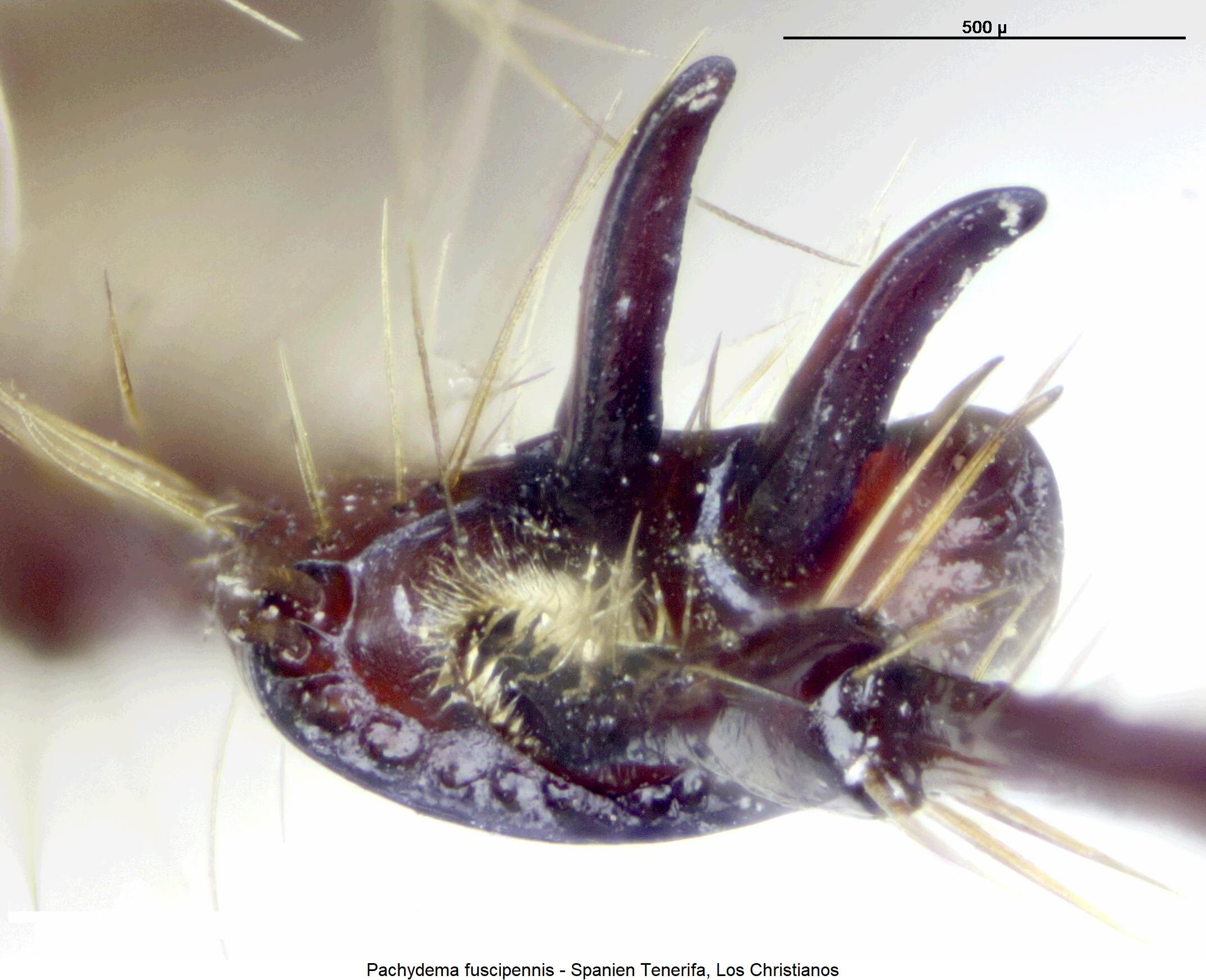 pachydema_fuscipennis_hschn.jpg