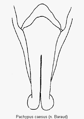 pachypus_caesus.gif