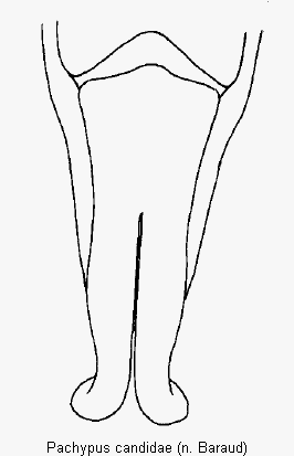 pachypus_candidae.gif
