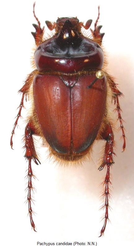 pachypus_candidae_hab.jpg