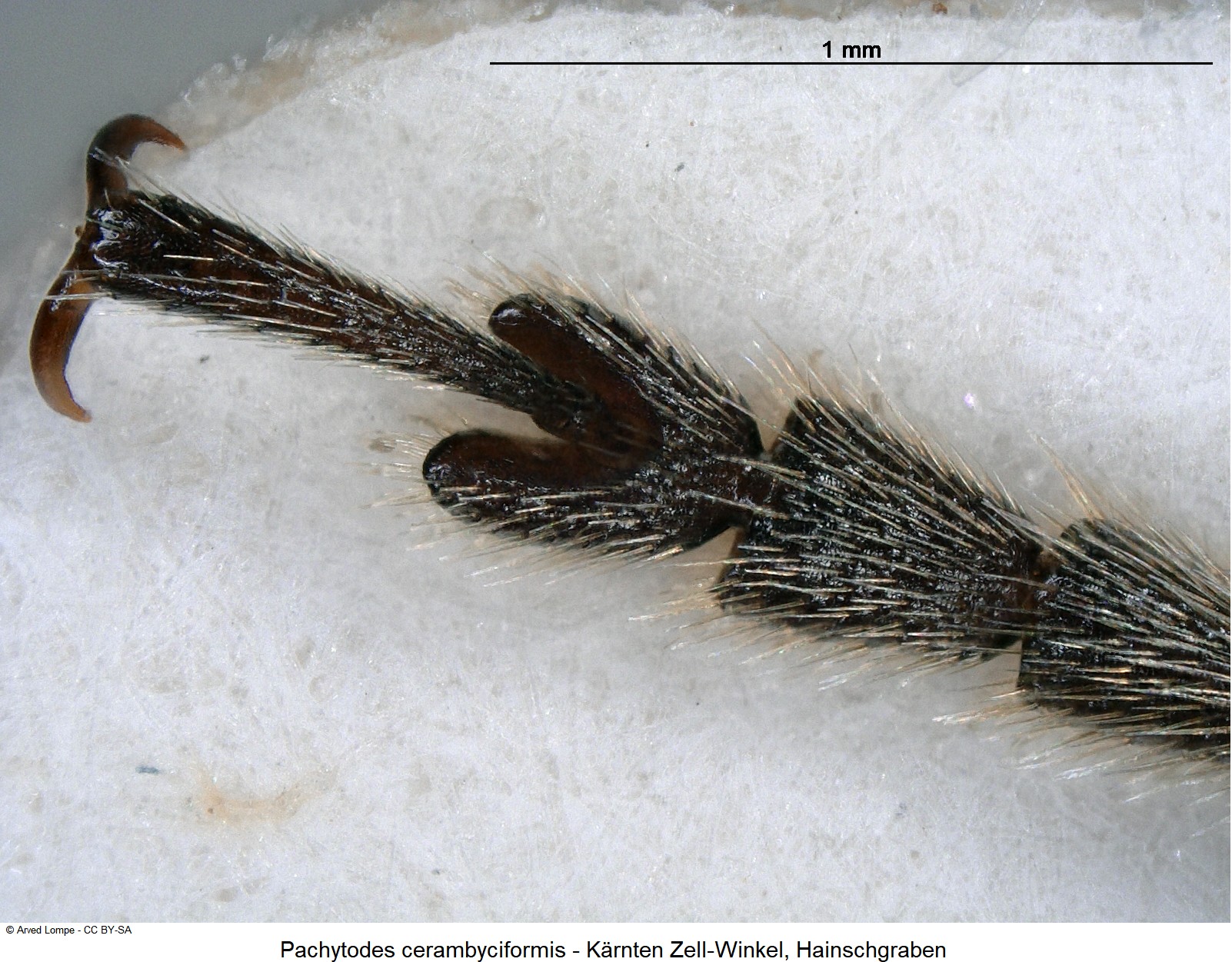pachytodes_cerambyciformis_ck10983_vtr.jpg