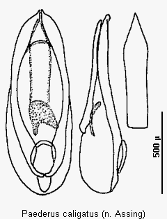 paederus_caligatus.gif