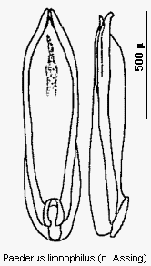 paederus_limnophilus.gif