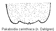 pakabsidia_carinthiaca_sternit.gif