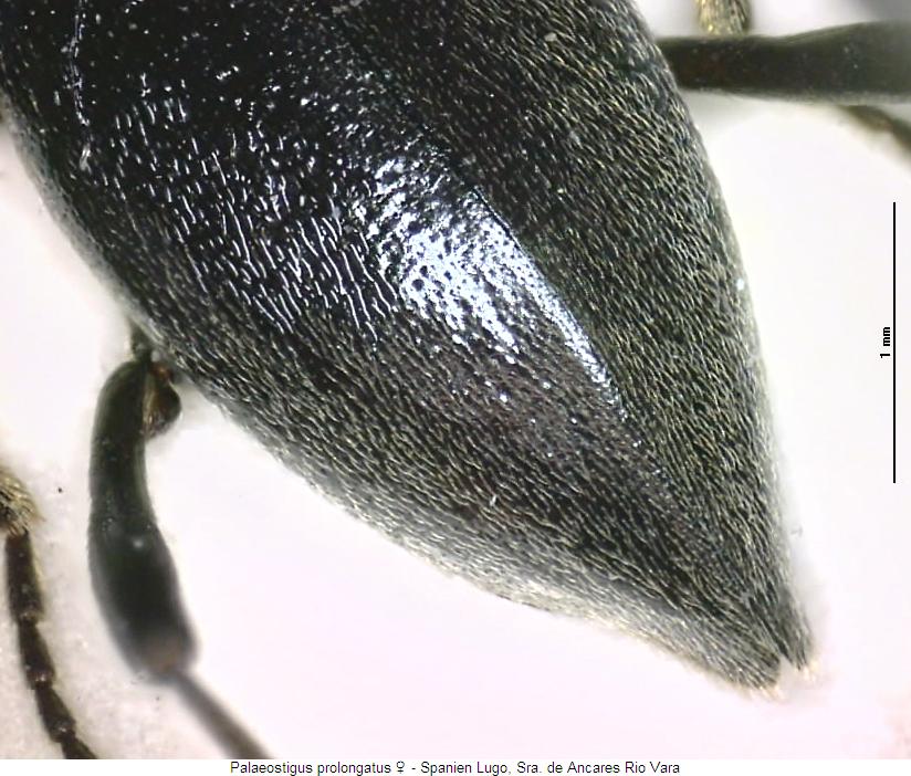 palaeostigus_prolongatus_fld.jpg