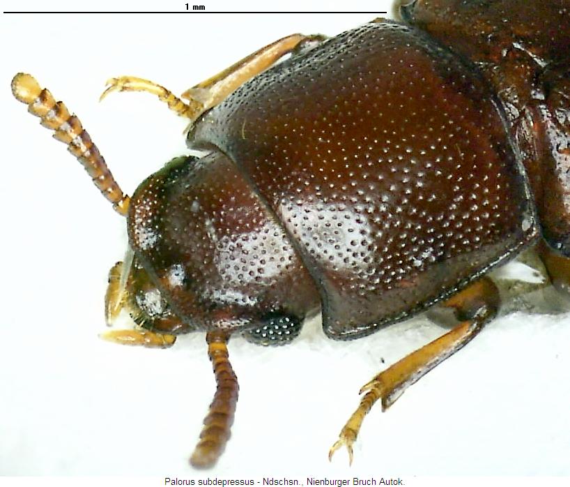 palorus_subdepressus_k.jpg