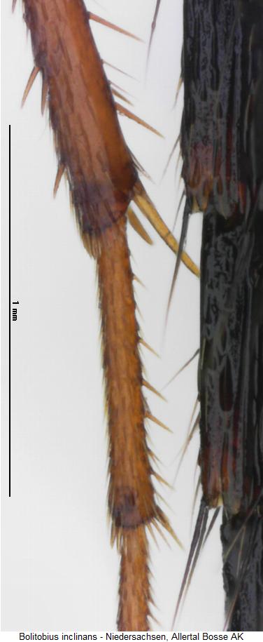 parabolitobius_inclinans_htr.jpg