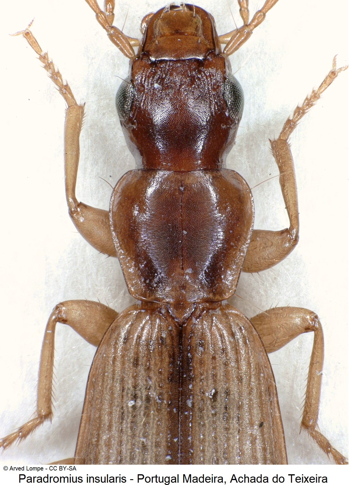 paradromius_insularis_ck19789_vk.jpg