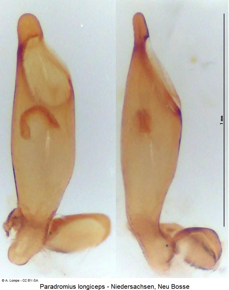 paradromius_longiceps.jpg