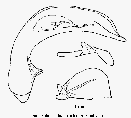 paraeutrichopus_harpaloides.gif