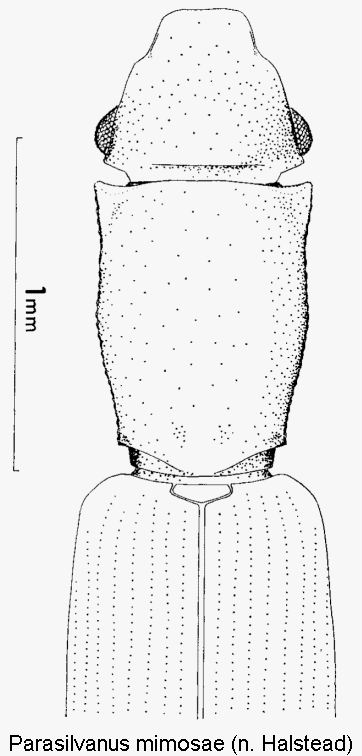 parasilvanus_mimosae_vk.gif
