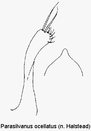parasilvanus_ocellatus.gif